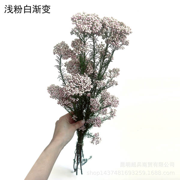 Flores da vida eterna, flores da vida eterna