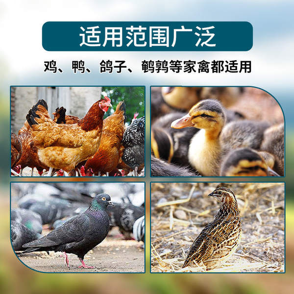 Bebedouro Automático para Aves
