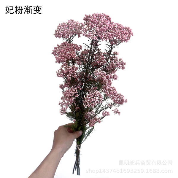 Flores da vida eterna, flores da vida eterna