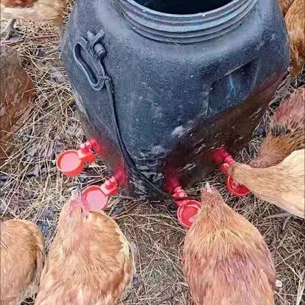 Bebedouro Automático para Aves