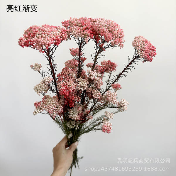 Flores da vida eterna, flores da vida eterna
