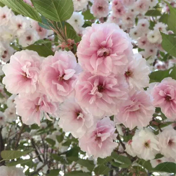 Muda de Cerejeira Flor de Cerejeira