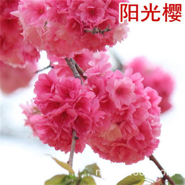 Muda de Cerejeira Flor de Cerejeira