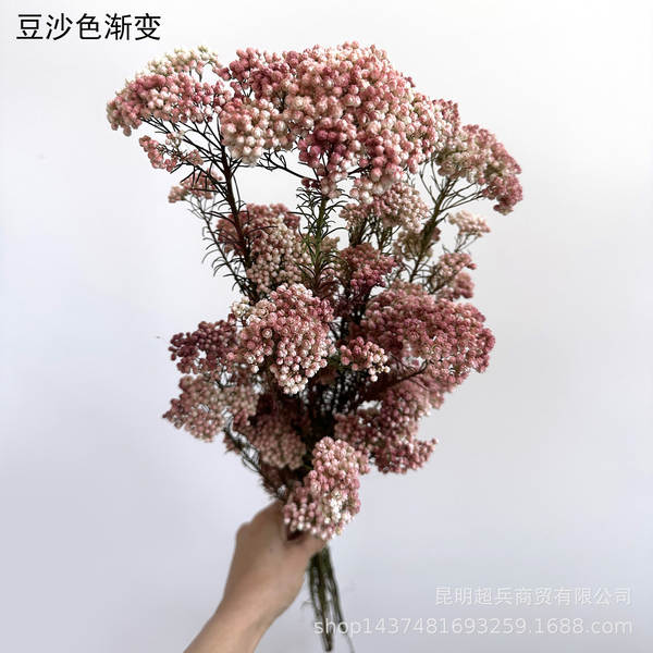 Flores da vida eterna, flores da vida eterna