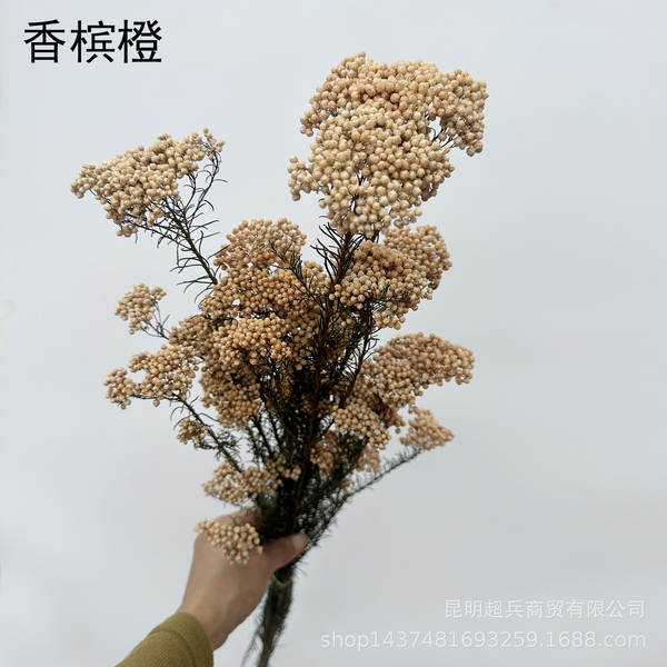 Flores da vida eterna, flores da vida eterna