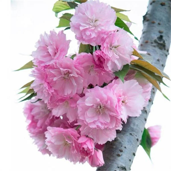 Muda de Cerejeira Flor de Cerejeira