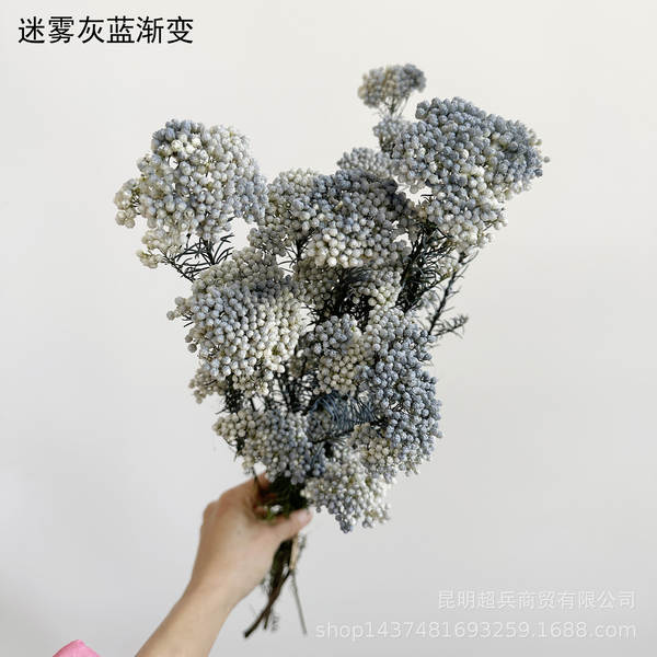 Flores da vida eterna, flores da vida eterna