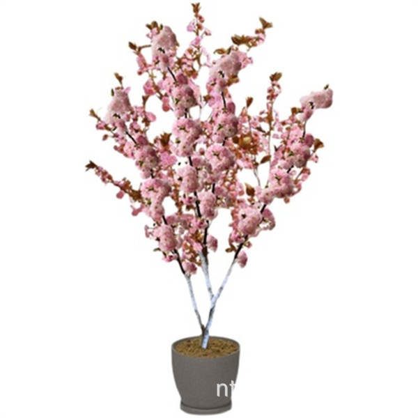 Muda de Cerejeira Flor de Cerejeira