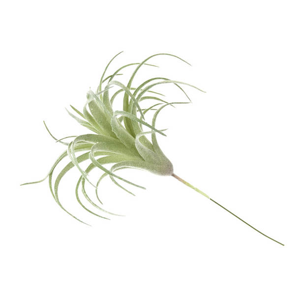 A árvore do gato simulação de plantas 15cm ar Phoenix plantação de pelúcia multi-carne mini-ar plantação de parede verde decoração de erva artificial