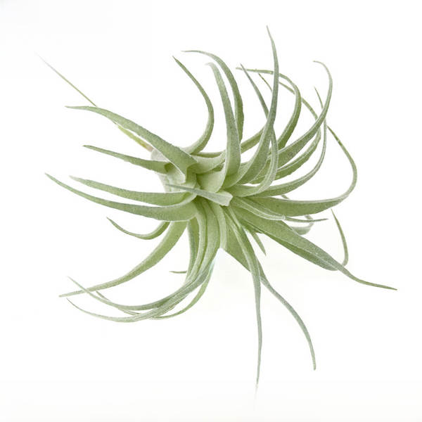 A árvore do gato simulação de plantas 15cm ar Phoenix plantação de pelúcia multi-carne mini-ar plantação de parede verde decoração de erva artificial