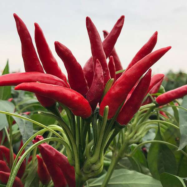 Sementes de Pimenta Miúda