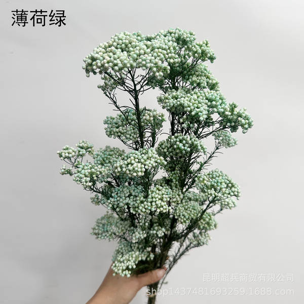 Flores da vida eterna, flores da vida eterna