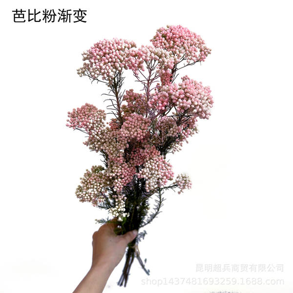Flores da vida eterna, flores da vida eterna