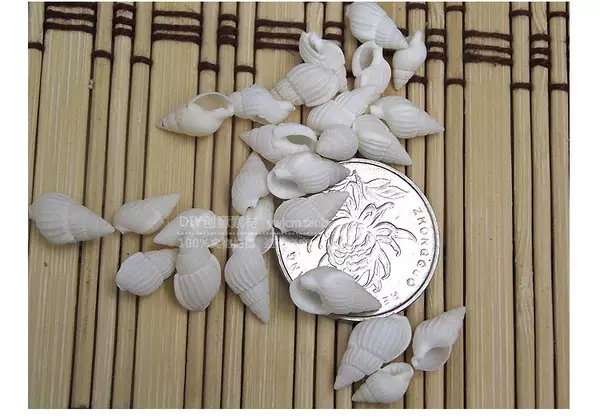 Concha de Escultura para Aquário